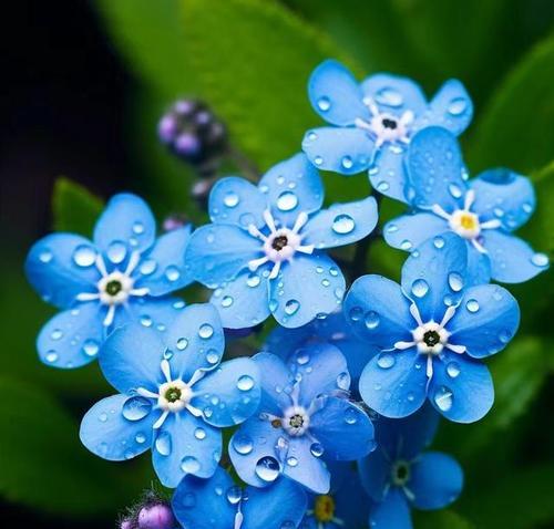 蓝色的花中哪一种寓意最佳？