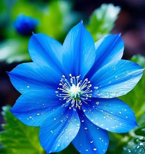 蓝色的花中哪一种寓意最佳？