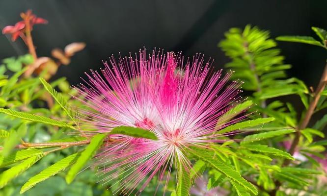 粉色合欢的花语是什么？它们在爱情中代表了什么？