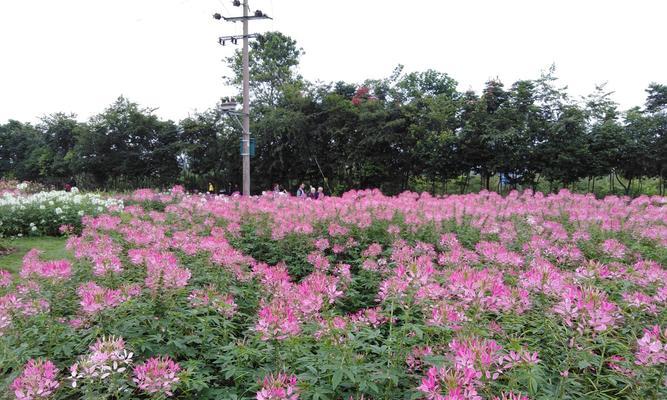 粉色合欢的花语是什么？它们在爱情中代表了什么？