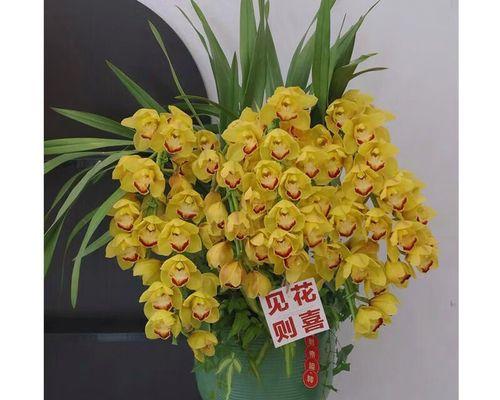 送什么样的花给长辈最有意义？花的含义有哪些？