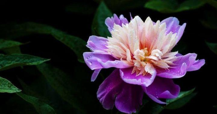 原神角色佩戴的花的寓意是什么？这些花在游戏中代表什么？