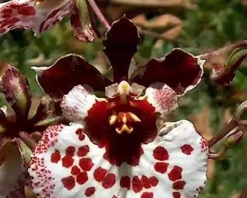 原神角色佩戴的花的寓意是什么？这些花在游戏中代表什么？