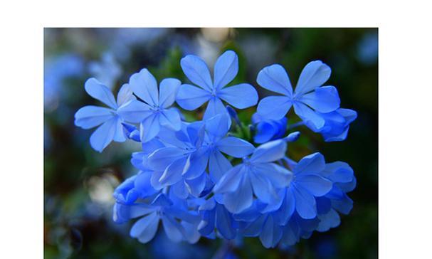 蓝色的花通常寓意着什么？