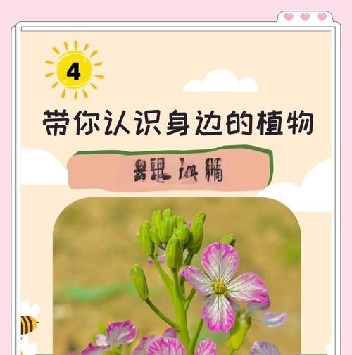 萝卜花在爱情中代表什么？