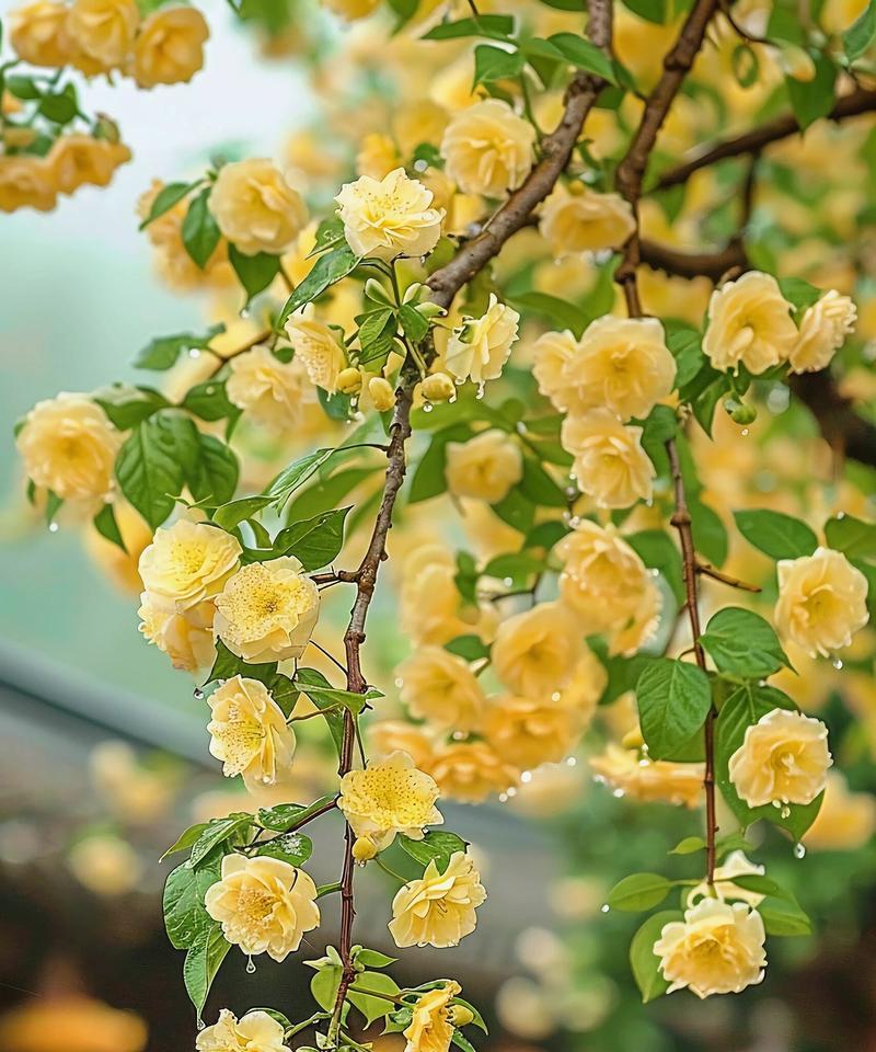 黄色花代表什么意义？黄色花的象征含义是什么？