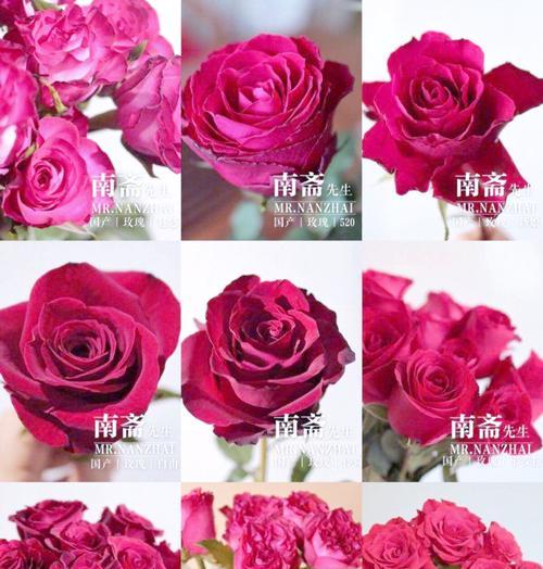 两种颜色的花组合代表什么含义？如何解读？
