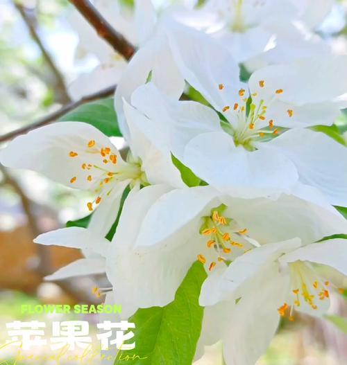 两种颜色的花组合代表什么含义？如何解读？