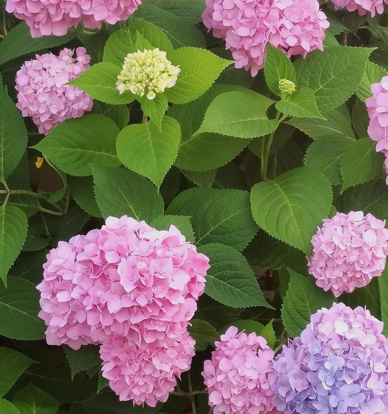 绿色绣球花的花语是什么？绣球花寓意有何特别之处？
