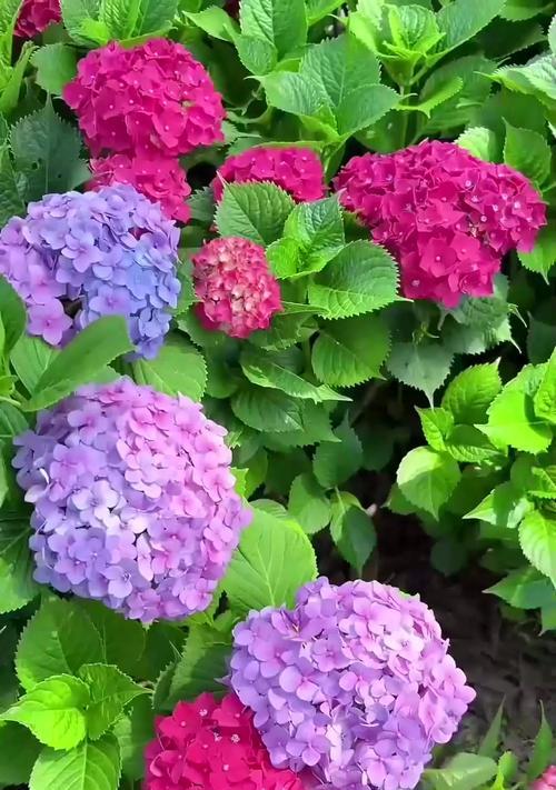 绿色绣球花的花语是什么？绣球花寓意有何特别之处？