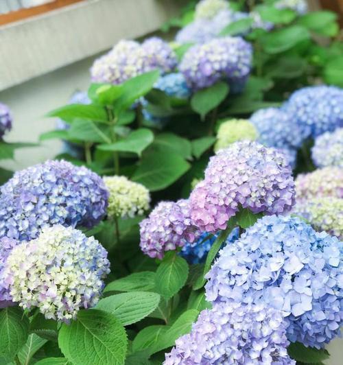 绿色绣球花的花语是什么？绣球花寓意有何特别之处？