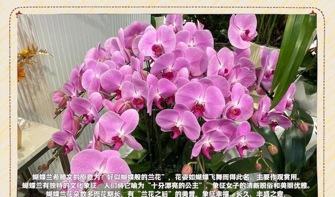 黄色花有哪些品种及其含义？
