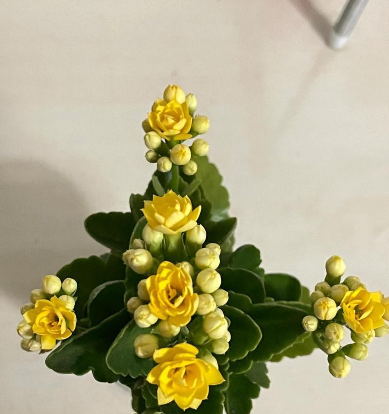黄色花有哪些品种及其含义？