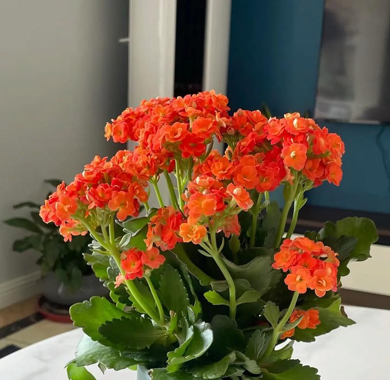 哪些花材寓意健康和长寿？