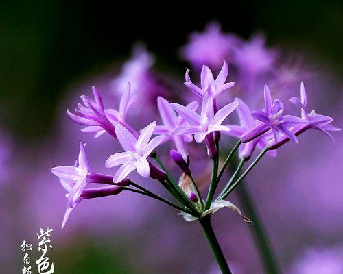 紫色花语衣架是什么意思？紫色花代表什么？