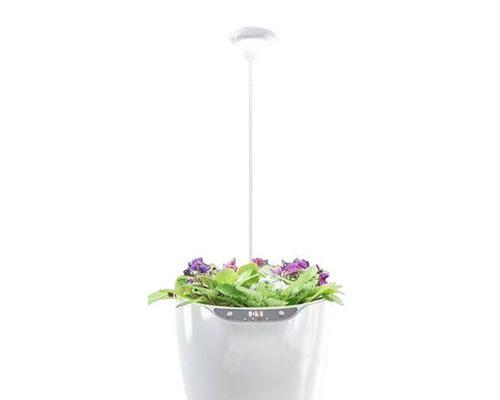 灰色花盆适合种植哪些花？花盆颜色对植物有何影响？