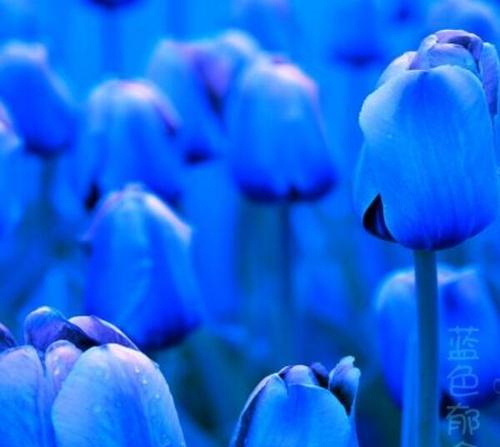蓝色马蹄花代表什么？它的寓意有哪些？