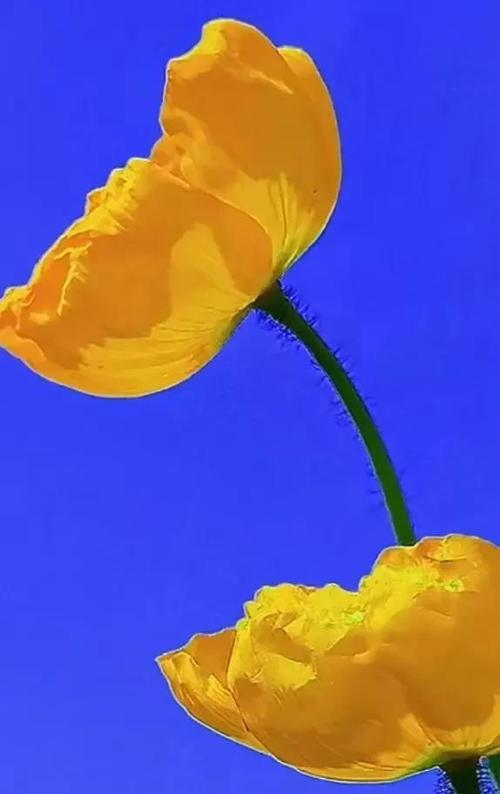 蓝色马蹄花代表什么？它的寓意有哪些？