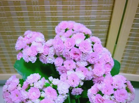 紫色长寿花的寓意是什么？它象征着什么？