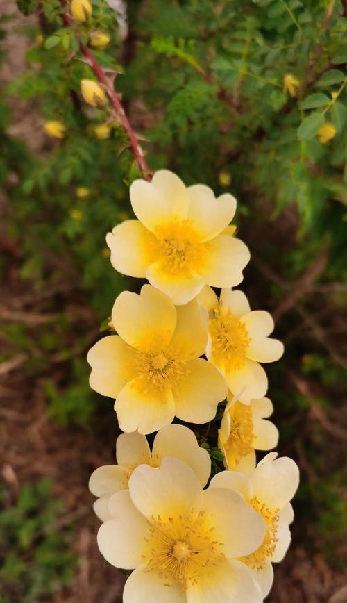 希望的颜色花语是什么？哪种花象征希望？