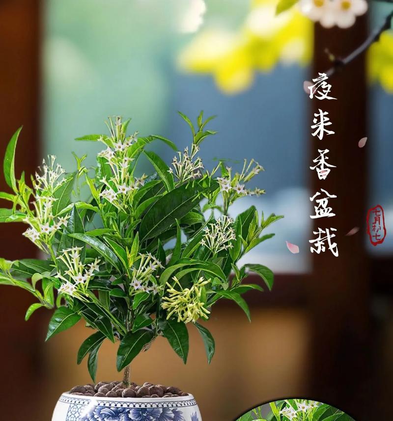 哪种盆景花寓意爱情和友情？盆景花的寓意有哪些？