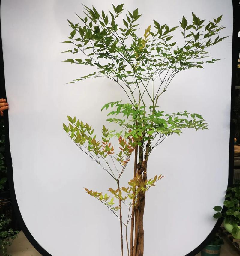 哪种盆景花寓意爱情和友情？盆景花的寓意有哪些？