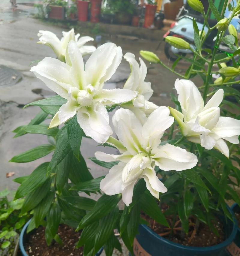 白色百合花代表什么？白色百合花的寓意是什么？