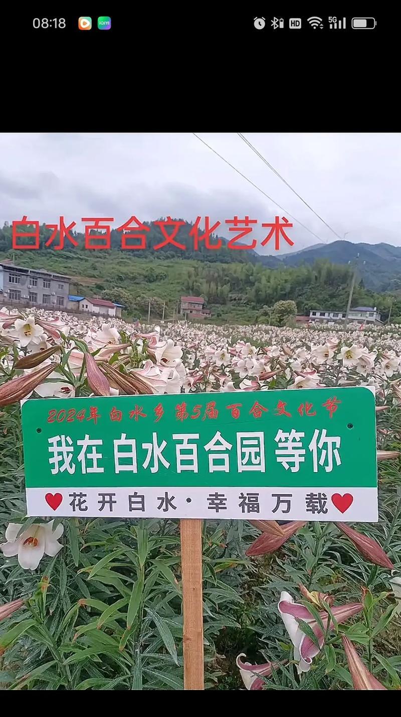 白色百合花代表什么？白色百合花的寓意是什么？