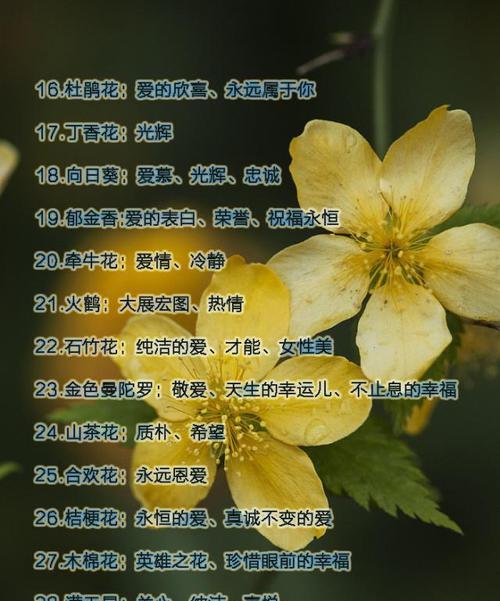 哪些花的花语寓意健康？
