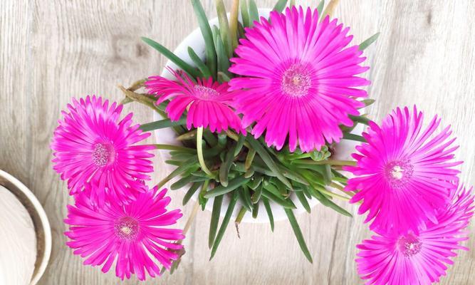 什么花寓意是节俭的？有哪些花代表节俭？