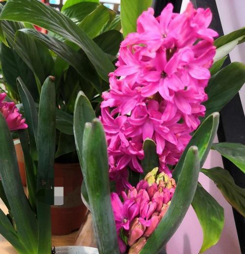 什么花寓意是节俭的？有哪些花代表节俭？