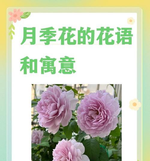 杯花口布象征爱情吗？杯花口布在爱情中的寓意是什么？