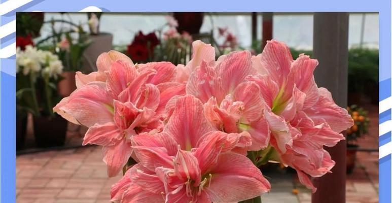 粉色年宵花代表什么？选择粉色花卉的寓意是什么？