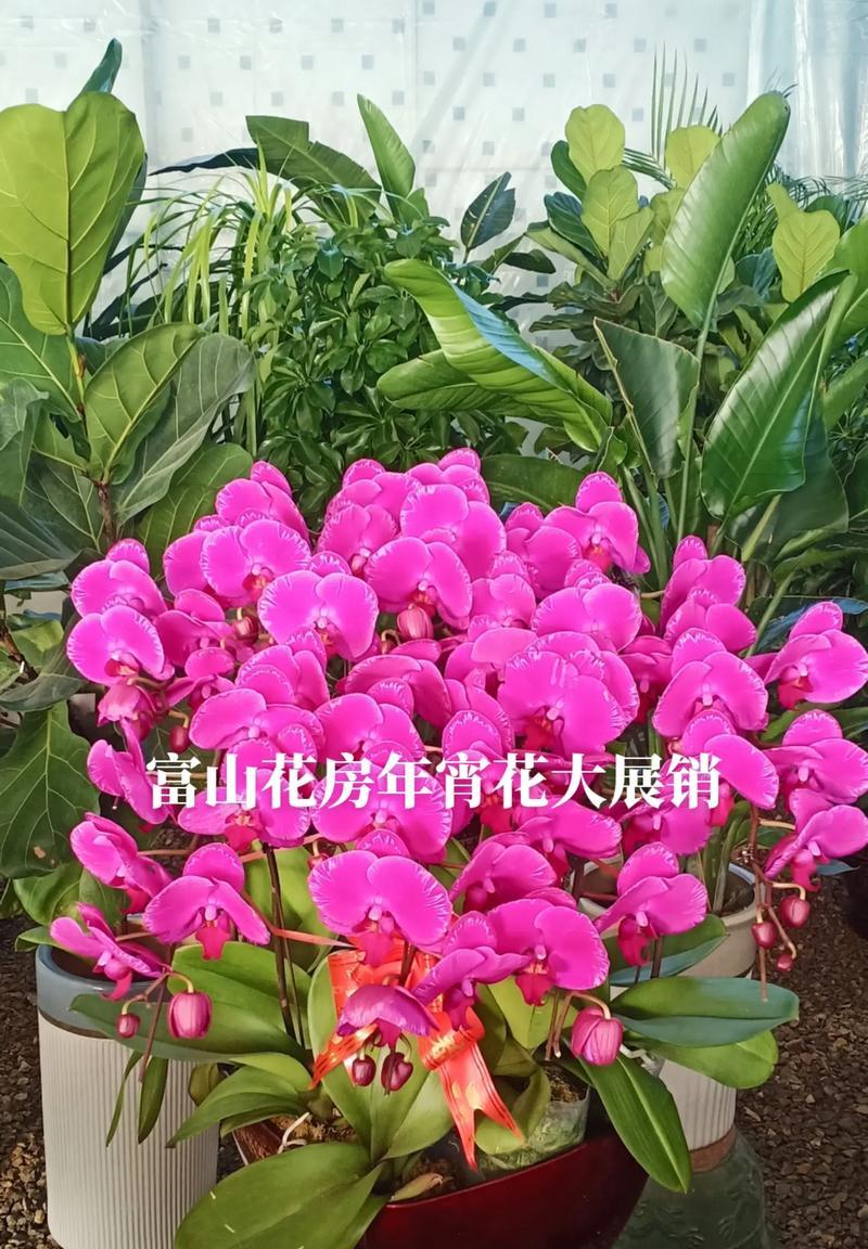 粉色年宵花代表什么？选择粉色花卉的寓意是什么？