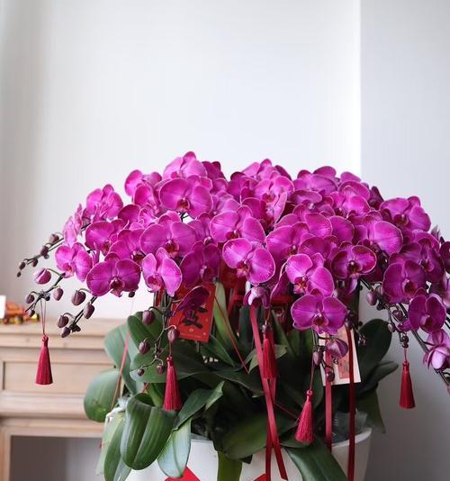 粉色年宵花代表什么？选择粉色花卉的寓意是什么？