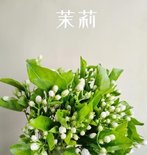 茉莉花象征着什么颜色？它的颜色寓意是什么？