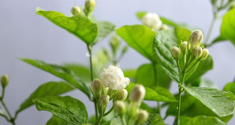 茉莉花象征着什么颜色？它的颜色寓意是什么？
