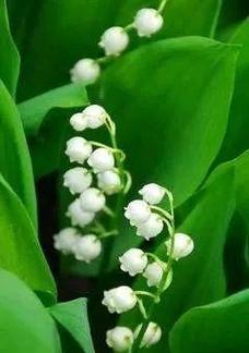 绿色花的寓意是什么？绿色花代表的意义好吗？
