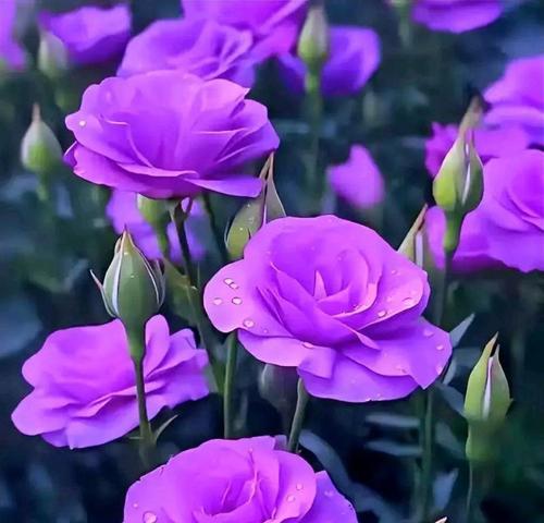 紫色桔梗花象征着什么？