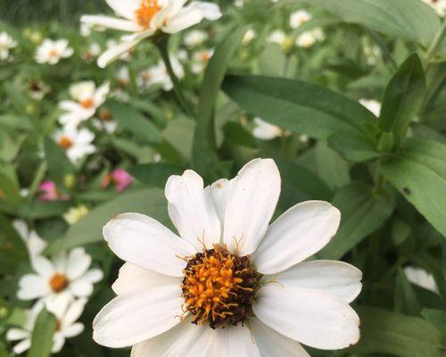 白色院子中花与树共存，这代表了什么寓意？