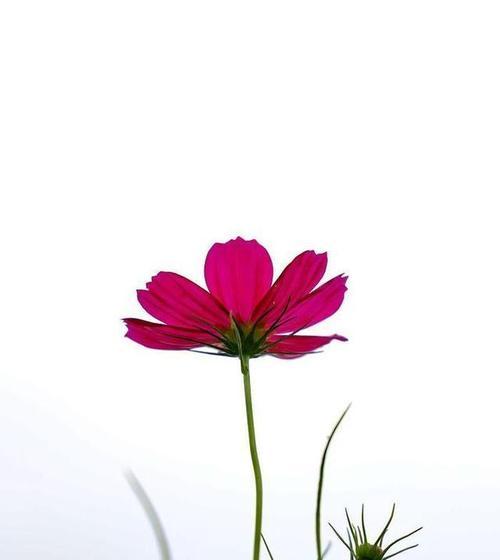 高原上哪种花象征爱情？它的花语是什么？