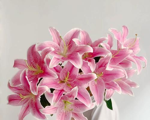 粉色百合花代表什么？粉色百合花的象征意义是什么？