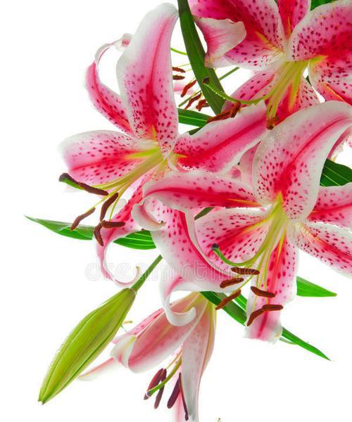 粉色百合花代表什么？粉色百合花的象征意义是什么？