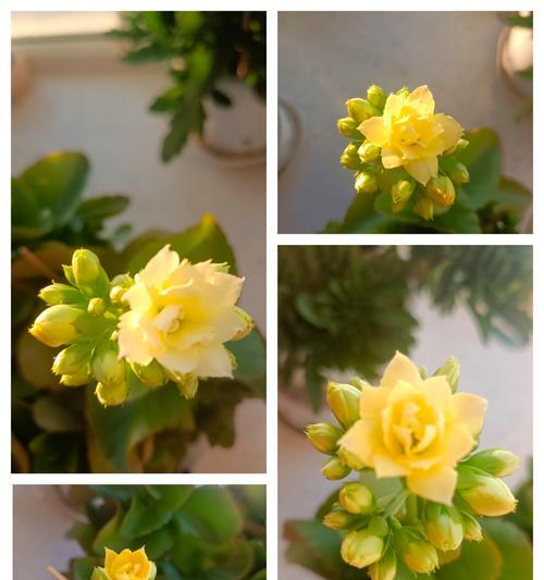 长寿花在生日祝福中代表什么？长寿花的寓意是什么？