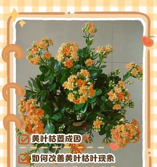 长寿花在生日祝福中代表什么？长寿花的寓意是什么？