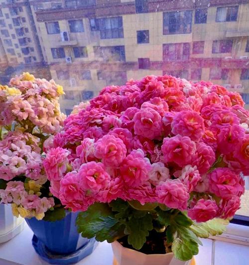 长寿花在生日祝福中代表什么？长寿花的寓意是什么？
