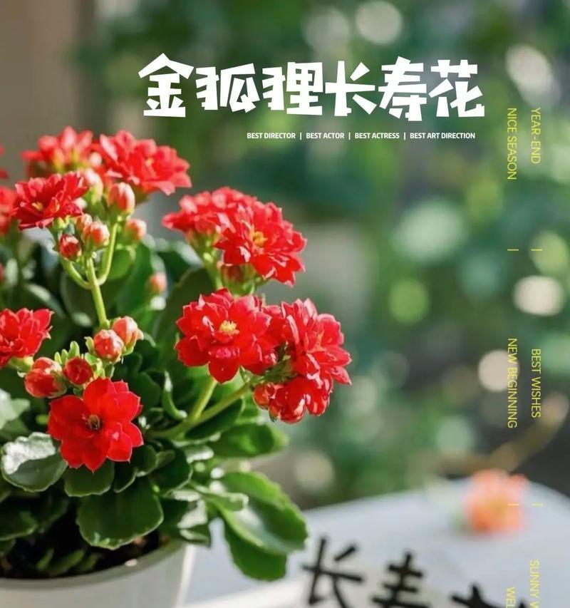 哪些花寓意美好且象征长寿？