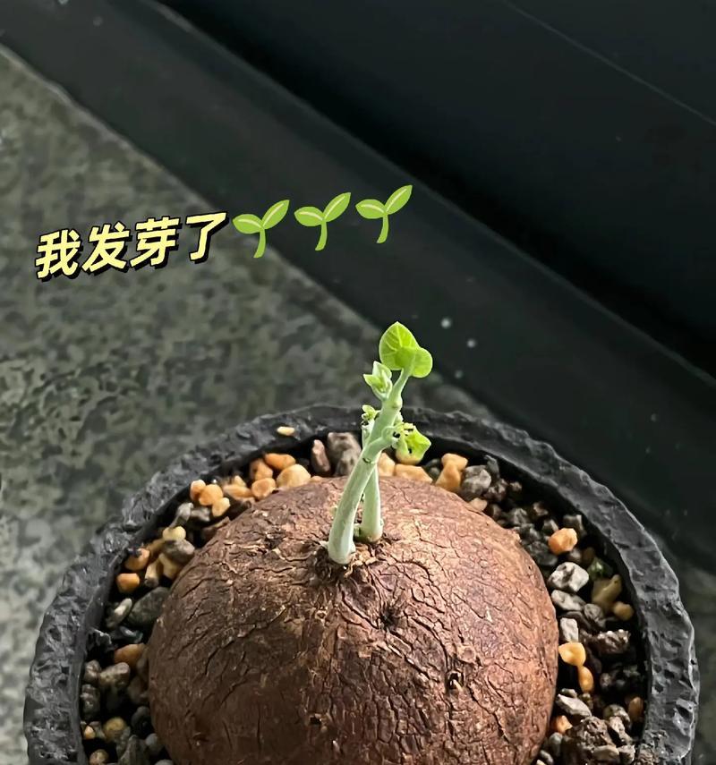 乌龟寓意爱情的花是什么？它们代表了什么？