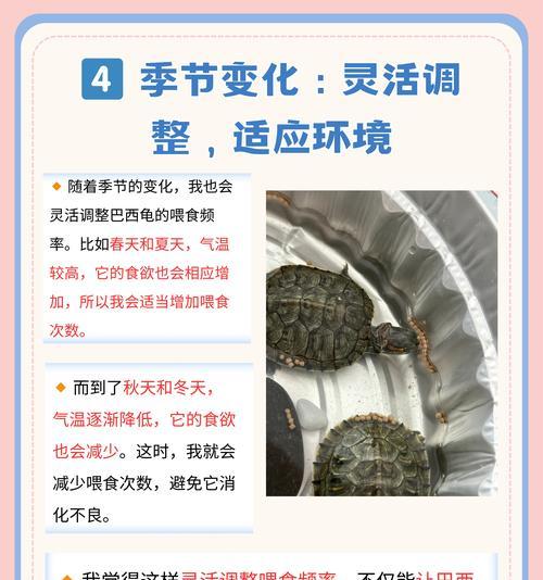 乌龟寓意爱情的花是什么？它们代表了什么？