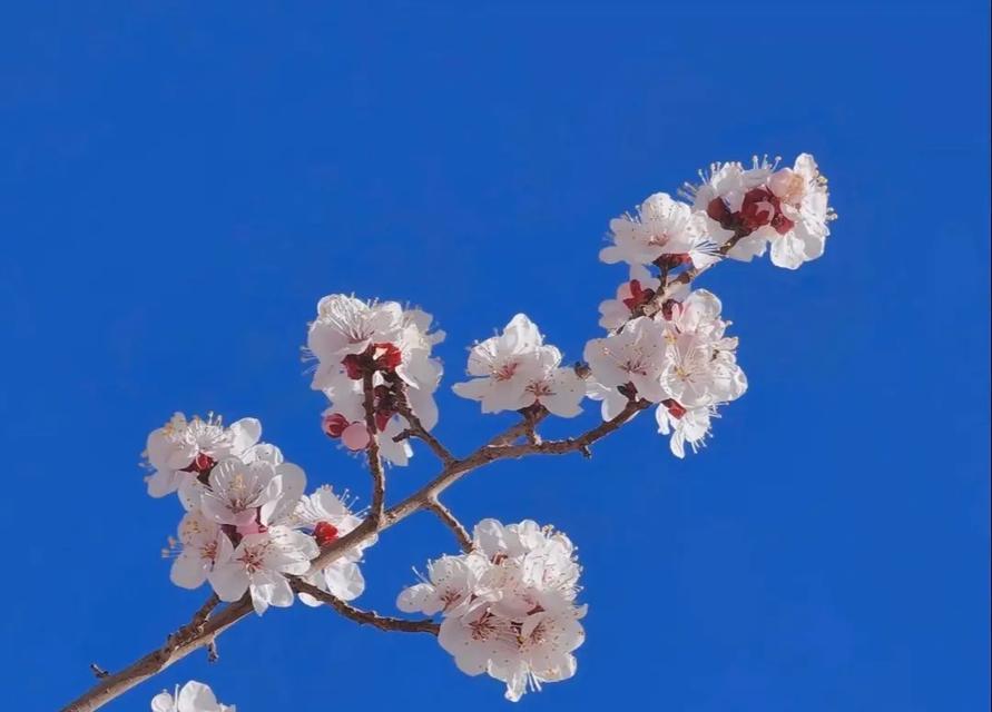 杏花的花语代表了哪种幸福？